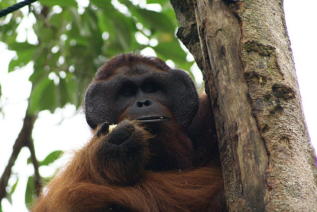 En orangutang han fra Borneo fra før skovbrandene hærgede. Foto: Eleifert CC BY-SA 3.0 Wikimedia