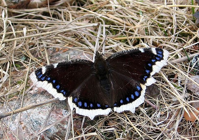 En sørgekåbe efter overvintring hvor sømmen er skiftet fra gul til hvid. Foto: Wolfgangsdotter, Wikimedia