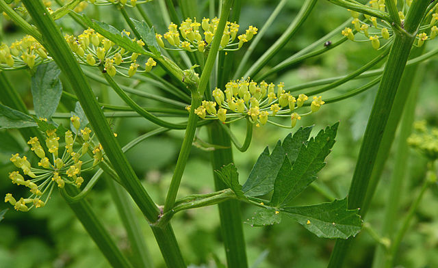 Kendetegn ved vild pastinak er de gule blomster, sin kantet-furede stængel og de ægformede fjersnitdelte blade med takker. Foto: Rasbak CC BY-SA 3,0, Wikimedia