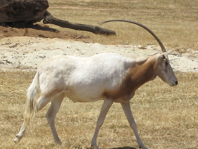 Det er eksempelvis dyr som denne truede sabeloryx, at den nye genbank skal redde. Foto: Waddey CC BY 3.0 Wikimedia