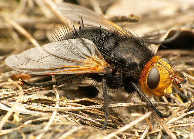 Kæmpefluen harald med sin sorte behårede krop og gule hoved. Foto: Piet Spaans CC BY-SA 3,0, Wikimedia