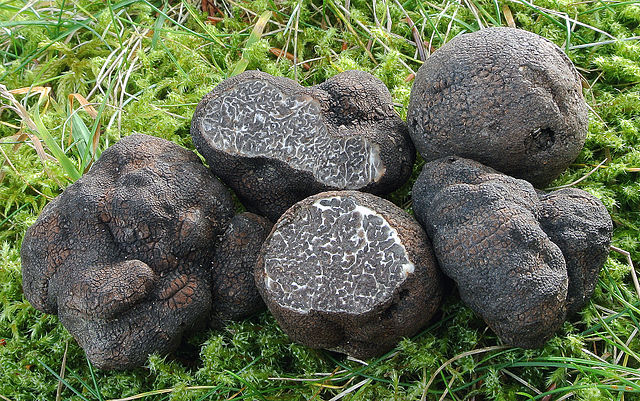 Den sjældne trøffelsort Tuper macrosporum. Foto: Nicolò Oppicelli CC BY-SA 3.0 Wikimedia