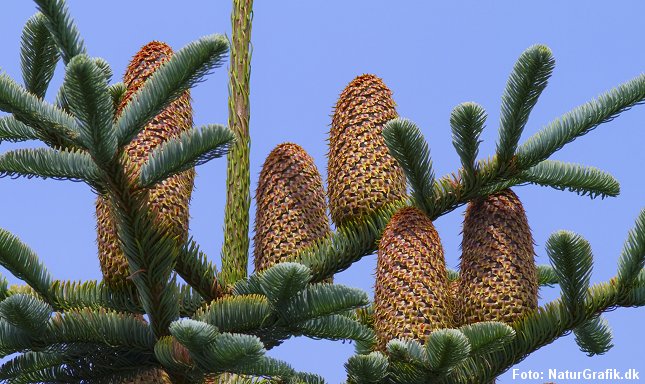 Abies_procera