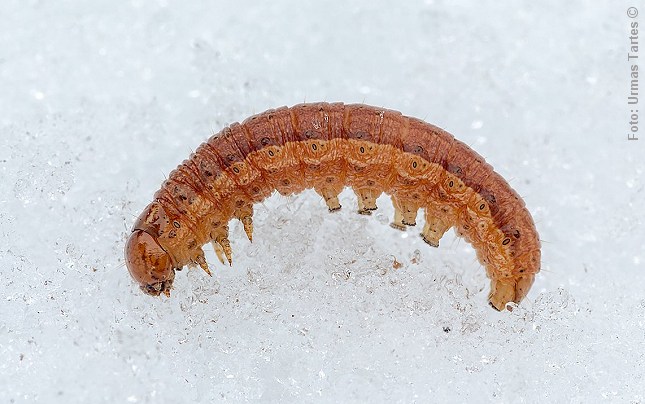 Her en larve af natsværmeren af kyststængeluglen (Apamea anceps). Foto: Urmus Tartes.