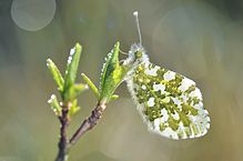 Den melerede underside på bagvingerne. Foto: Gilles San Martin CC BY-SA 2.0, wikimedia