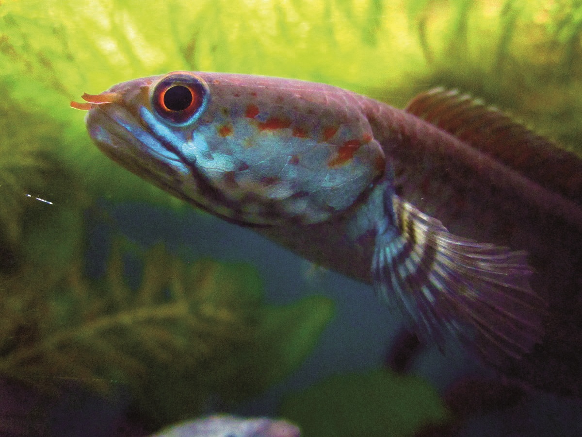 Den nylige fundne Blå dværgslangehovedfisk (Channa andrao). En af de mange endemiske arter i regionen. Foto: WWF, Henning Strack Hansen
