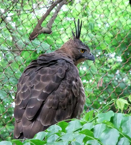 Indonesiens nationalfugl i en zoologisk have. Fuglen er truet på grund af ulovlig handel. Foto: Elang, CC SA 3.0, Wikimedia