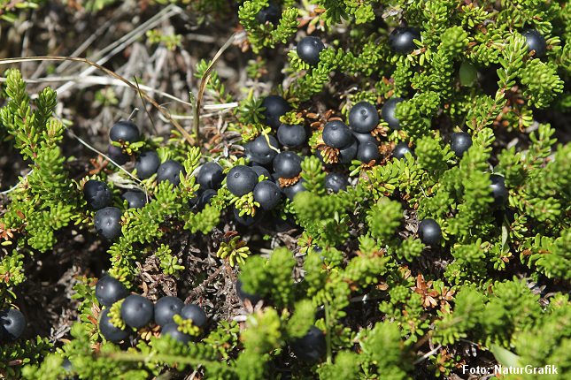 Empetrum_nigrum