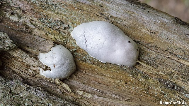 Skinnende støvpude i den klassiske form, der har har navngivet svampedyret.
