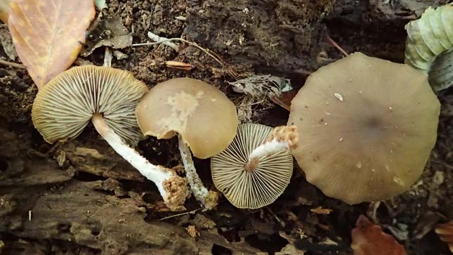 Den nye svampeart Entoloma pluteisimilis. Foto: Tobias Bøllingtoft