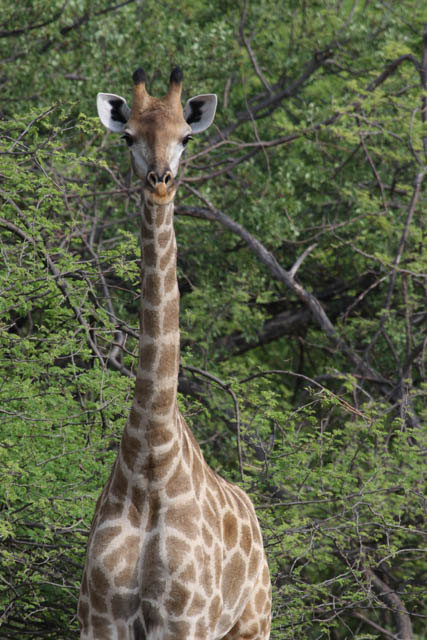 Giraffen er verdens højeste landlevende dyr. Foto: Niels Lisborg, NaturGrafik