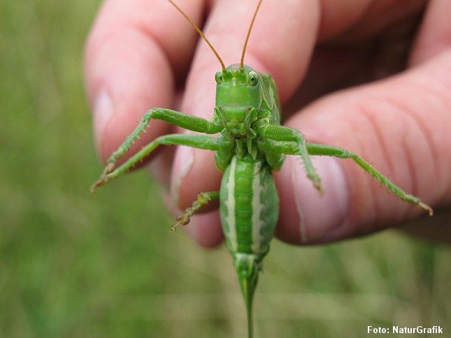 Løvgræshoppen er en af de største, danske arter og kan med læggebrodden måle op til 6 cm.