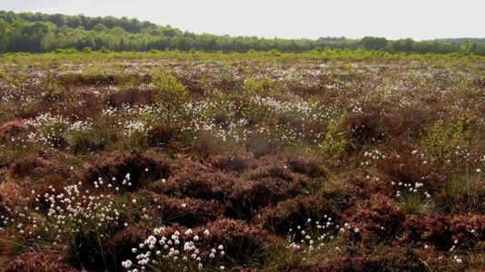 Holmegaards Mose på Sjælland, foto: Naturstyrelsen