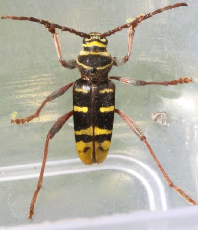 Hvepsebuk- urskovshvepsebuk,Nanna Høegh Wenzell