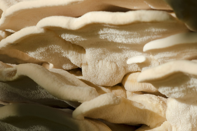 Piggene under hatten som kendetegner pigsvampene. Foto Kristian Graubæk