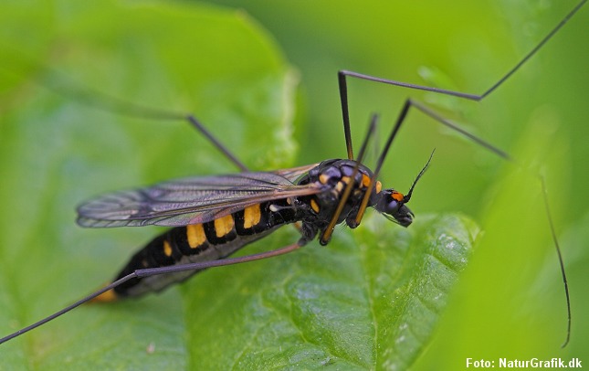 Gulbåndet stankelben, ligner noget, der kan stikke, men den er ganske harmløs.