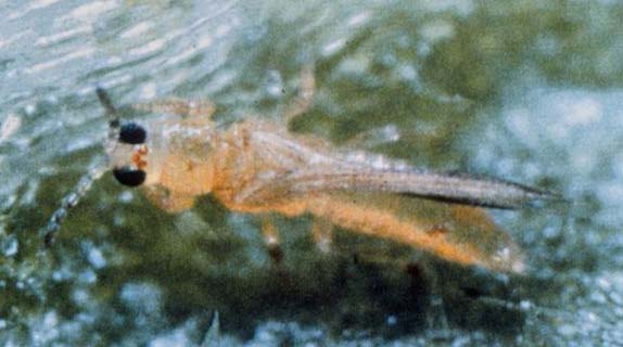 Palmitrips Florida Division of Plant Industry Archive CC BY 3,0, Wikimedia