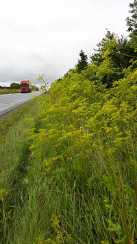 Der er en tæt bestand af pastinak i mange grøftekanter i højsommeren. Foto: NaturGrafik