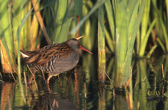 Vandriksen med det karakteristiske rødlige næb. Foto Marek Szczepanek CC BY-SA 3,0