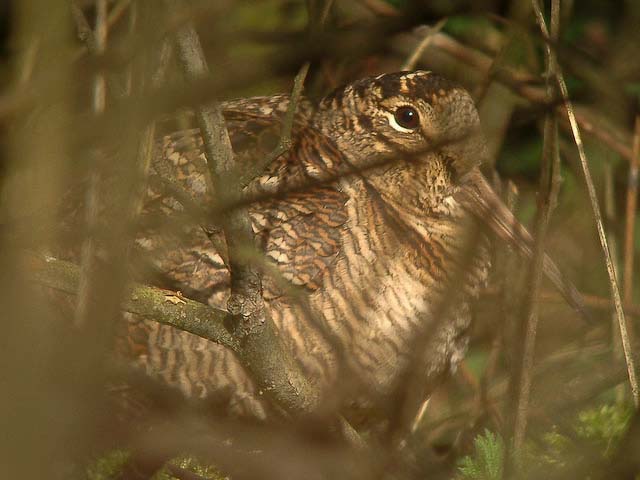 Skovsneppe, Hugh Venables, CC BY-SA 2,0