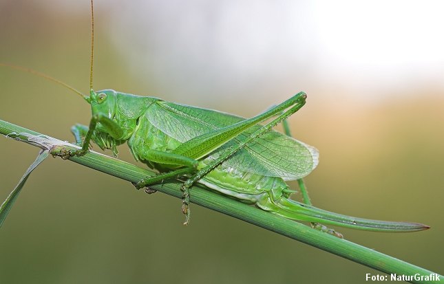 Syngende løvgræshoppe (Tettigonia cantans) fotograferet i Mols Bjerge.