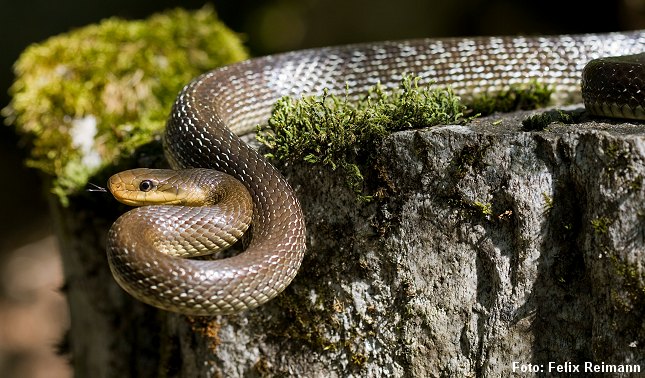 Æskulap-snogen har tidligere levet i Danmark. Foto: Felix Reimann, CC BY-SA 3.0.
