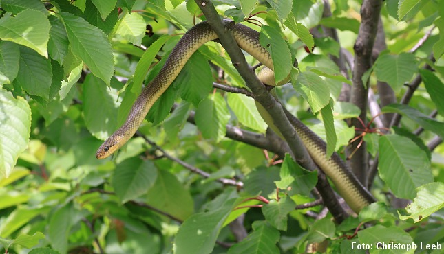 Æskulapsnog i kirsebærtræ. Foto: Christoph Leeb, CC BY-SA 3.0.