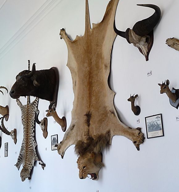 Trofæjagt er under pres. Flere afrikanske lande mener at de får for lidt del i gevinsten ved at lade vesterlændinge dyrke jagtsport på de afrikanske dyr. Foto: Jitka Erbenová , Wikimedia Commons.