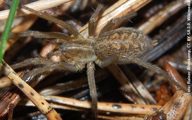 Edderkopen Tegenaria agrestis er udbredt i Mellemeuropa, men er også fundet i Danmark. Foto: Foto: Rainer Altenkamp, CC BY-SA 3.0, Wikimedia.