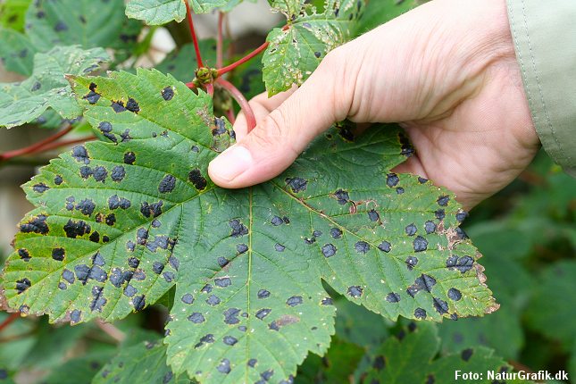 De sorte pletter på ahornbladet er en svamp, der optræder almindeligt fra højsommeren og efteråret ud.