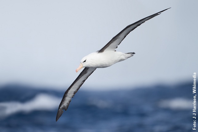 Albatros