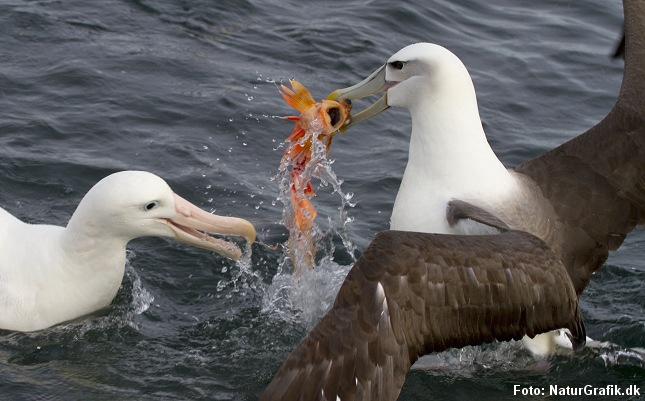 Havfugle som disse albatrosser tåler en del salt i kosten. Foto: Niels Lisborg/NaturGrafik.