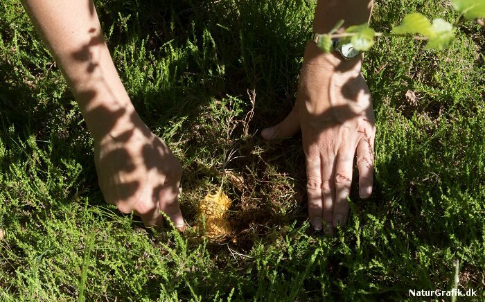 Kantareller kan gemme sig godt