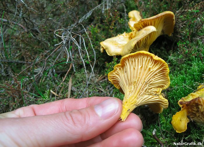 Kantarellens ribbede underside