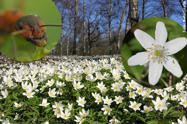Skovmyrerne yder spredningshjælp til anemonerne, men får noget til gengæld. Foto: Niels Lisborg/NaturGrafik.