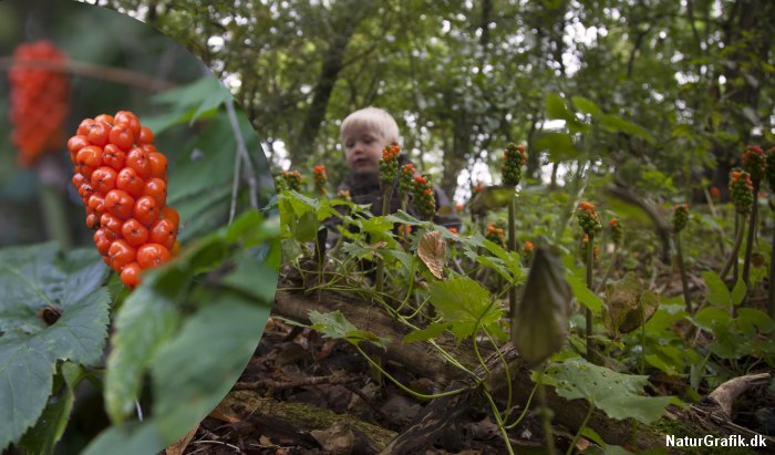 Arum med røde bær