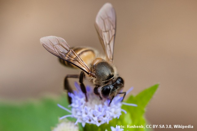 asiatisk_honningbi