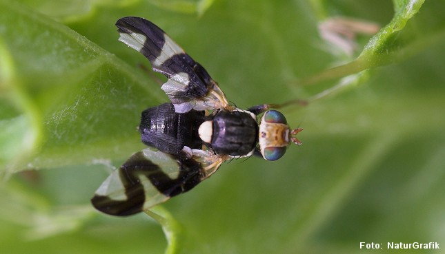 Båndflue. Båndfluer (Tephritidae) kendes bla. på deres mønstrede vinger.