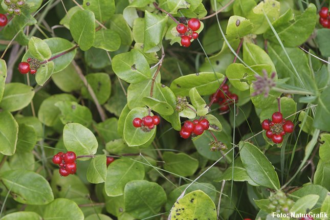 De røde bær, der er modne i august, ser fristende ud, men bærrene er giftige.