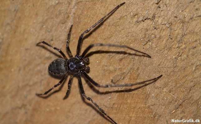 Flad hjulspinder (Nuctenea umbratica) er en af de danske edderkopper, der kan bide mærkbart.