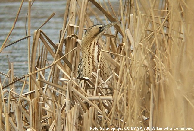 Rørdrummen er rørskovens fugl. Fuglens fjerdragt får den til at falde i et med de gule tagrør.