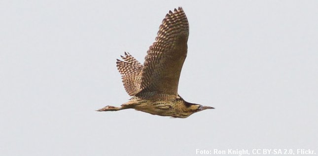 Flyvende rørdrum. Foto: Ron Knight.