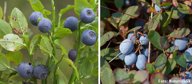 Blåbær til venstre og mosebøllebær til højre.