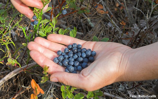 Vilde blåbær smager mere intenst og har uendelige anvendelsesmuligheder.