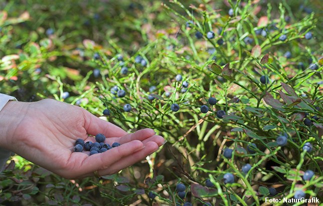 Blåbær