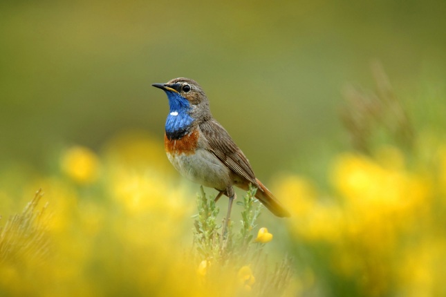 Den sydlige blåhals kendes på den hvide strubeplet. Den nordlige underart har orangebrun strubeplet. Foto: Foto: Juan Paplo Fuentes Serrano, Dreamstime.