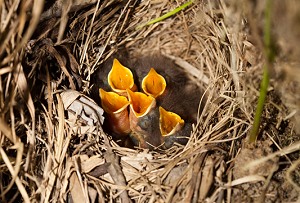 Blåhalsen placerer gerne reden på jorden eller lavt i buske. Foto: Vasiliy Vishnevskiy, Dreamstime.