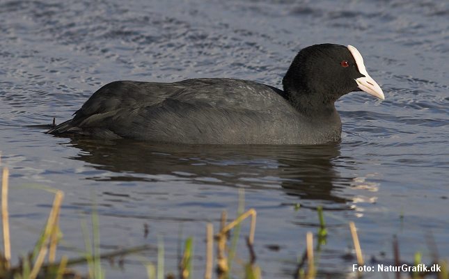 Vidste du, at blissens størrelse styres af hormoner og kan mindskes på blot få dage hos hanner som taber status. Foto: NaturGrafik.dk