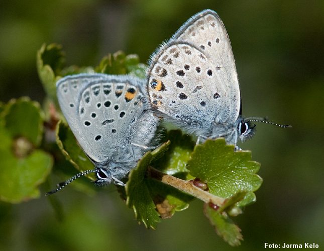 den udryddelsestruede sommerfugl bølleblåfugl hører til arter man kan finde på de sjældne naturtyper, der nu får økonomisk bistand til bevarelse. Foto: Jorma Kelo, CC, Wikipedia. 