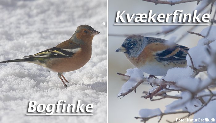 Bogfinke og kvækerfinke